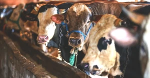 Kurban Bayramı 2026 Ne Zaman? İşte Tarihleri!